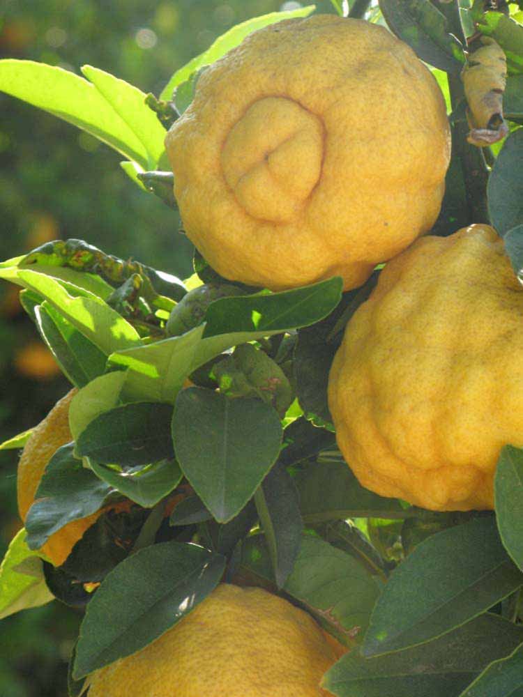            Fruit (South African, Riverside, CA)   